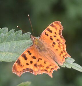 Nymphalidae-Nymphalinae-Polygonia c-album, Montreuil (Parc des Beaumonts), DSC_0269