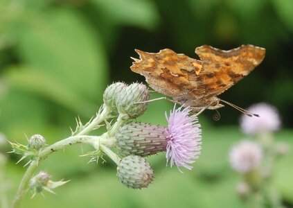 Nymphalidae-Nymphalinae-Polygonia c-album, Montreuil (Parc des Beaumonts), DSC_0381