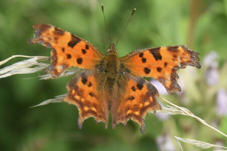 Nymphalidae-Nymphalinae-Polygonia c-album, Montreuil (Parc des Beaumonts), DSC_0399