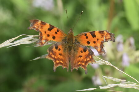 Nymphalidae-Nymphalinae-Polygonia c-album, Montreuil (Parc des Beaumonts), DSC_0400