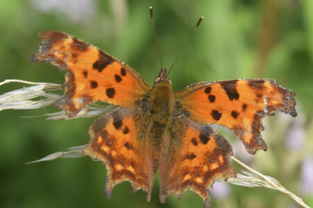 Nymphalidae-Nymphalinae-Polygonia c-album, Montreuil (Parc des Beaumonts), DSC_0402