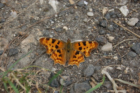 Nymphalidae-Nymphalinae-Polygonia c-album, Montreuil (Parc des Beaumonts), DSC_0596