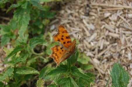 Nymphalidae-Nymphalinae-Polygonia c-album, Montreuil (Parc des Beaumonts), DSC_0677