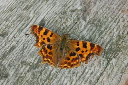 Nymphalidae-Nymphalinae-Polygonia c-album, Montreuil (Parc des Beaumonts), DSC_0748