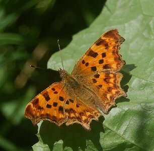 Nymphalidae-Nymphalinae-Polygonia c-album, Montreuil (Parc des Beaumonts), DSC_0891