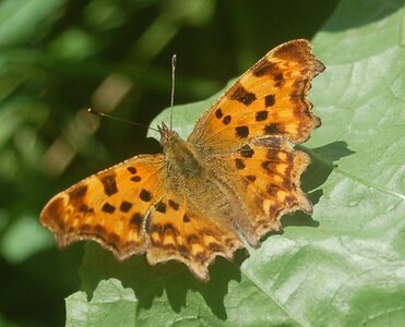 Nymphalidae-Nymphalinae-Polygonia c-album, Montreuil (Parc des Beaumonts), DSC_0899