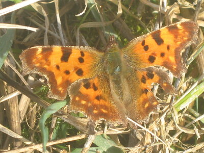 Nymphalidae-Nymphalinae-Polygonia c-album, Montreuil (Parc des Beaumonts), IMG_0461
