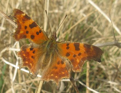 Nymphalidae-Nymphalinae-Polygonia c-album, Montreuil (Parc des Beaumonts), IMG_3997a