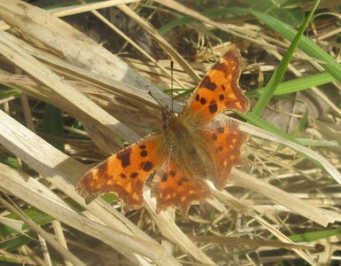 Nymphalidae-Nymphalinae-Polygonia c-album, Montreuil (Parc des Beaumonts), IMG_4002a