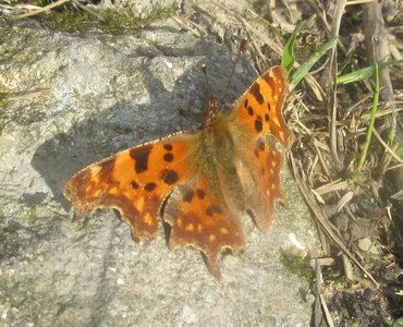 Nymphalidae-Nymphalinae-Polygonia c-album, Montreuil (Parc des Beaumonts), IMG_4003a