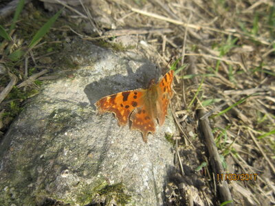 Nymphalidae-Nymphalinae-Polygonia c-album, Montreuil (Parc des Beaumonts), IMG_4004