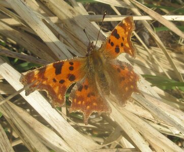 Nymphalidae-Nymphalinae-Polygonia c-album, Montreuil (Parc des Beaumonts), IMG_4005a