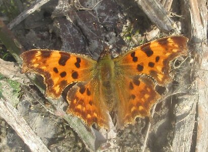 Nymphalidae-Nymphalinae-Polygonia c-album, Montreuil (Parc des Beaumonts), IMG_4025a