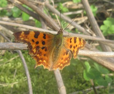 Nymphalidae-Nymphalinae-Polygonia c-album, Montreuil (Parc des Beaumonts), IMG_4029a