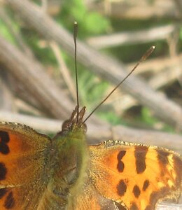 Nymphalidae-Nymphalinae-Polygonia c-album, Montreuil (Parc des Beaumonts), IMG_4029aa