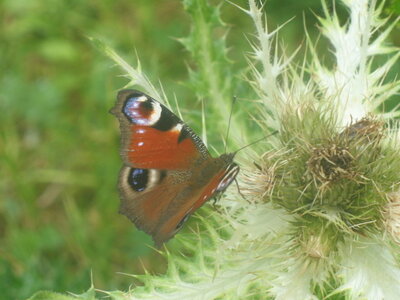 Nymphalidae - Nymphalnae -I nachis io - Slovénie (PN Triglav), IMG_7165