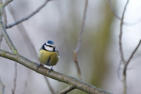Piafs, DVA_7369_DxO