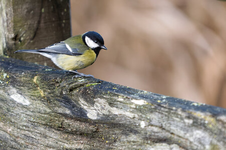 Piafs, DVA_7374_DxO