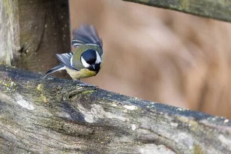 Piafs, DVA_7375_DxO