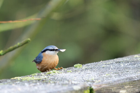 Piafs, DVA_7385_DxO