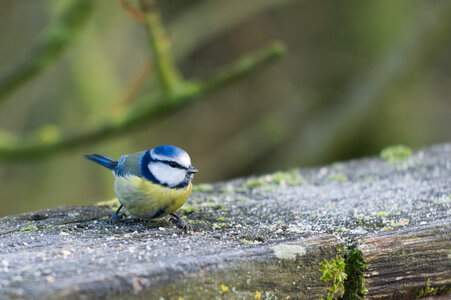 Piafs, DVA_7397_DxO