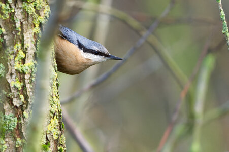 Piafs, DVA_7401_DxO