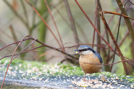 Piafs, DVA_7422_DxO
