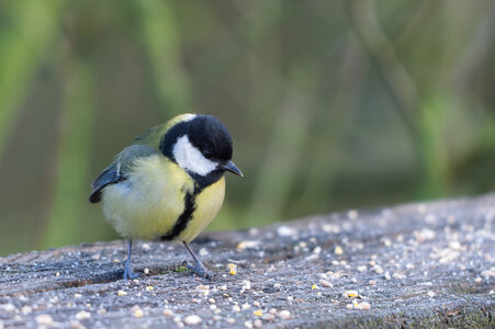 Piafs, DVA_7435_DxO
