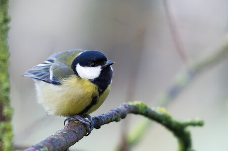 Piafs, DVA_7444_DxO