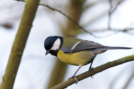 Piafs, DVA_7449_DxO