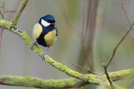 Piafs, DVA_7453_DxO