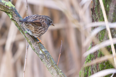 Piafs, DVA_7455_DxO