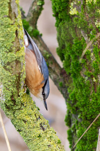 Piafs, DVA_7466_DxO