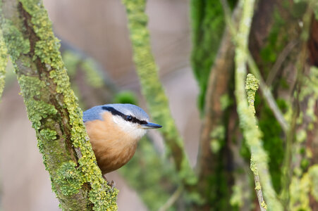 Piafs, DVA_7471_DxO