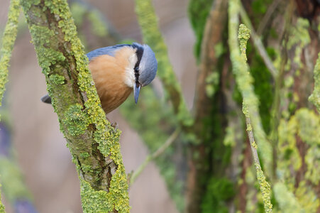 Piafs, DVA_7474_DxO