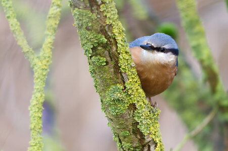 Piafs, DVA_7477_DxO