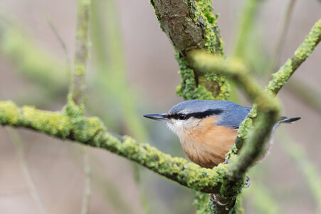 Piafs, DVA_7481_DxO
