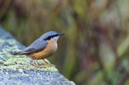Piafs, DVA_7488_DxO