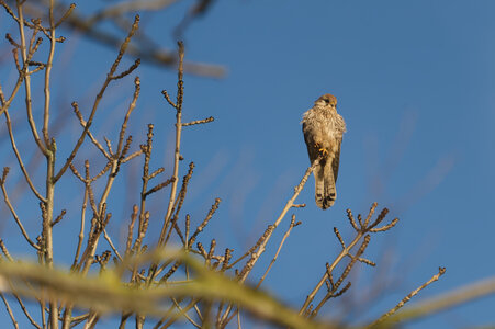 Piafs, DVA_7522_DxO