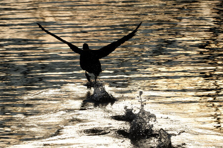 Piafs, DVA_7641_DxO