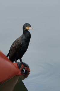 Piafs, DVA_7006_DxO