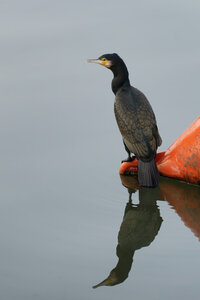 Piafs, DVA_7086_DxO