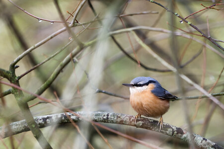 Piafs, DVA_7126_DxO