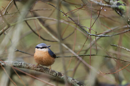 Piafs, DVA_7129_DxO