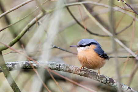 Piafs, DVA_7134_DxO