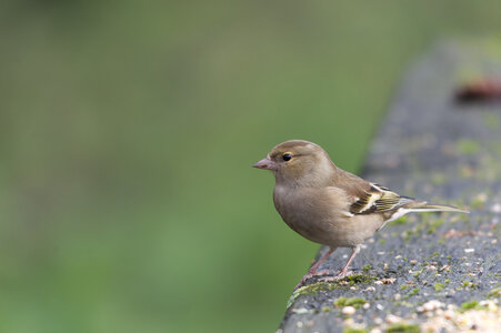 Piafs, DVA_7146_DxO