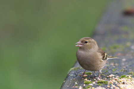 Piafs, DVA_7156_DxO