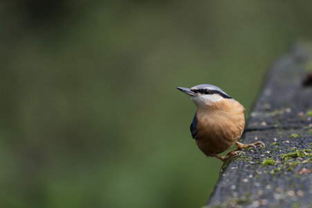 Piafs, DVA_7163_DxO