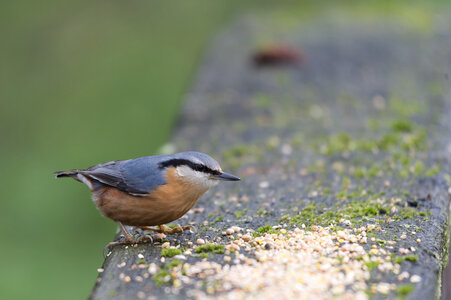 Piafs, DVA_7166_DxO