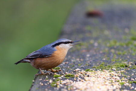 Piafs, DVA_7168_DxO